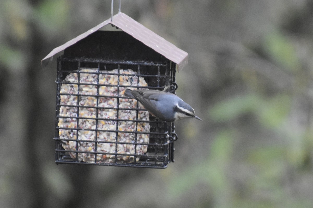 Red-breasted Nuthatch - ML645916009