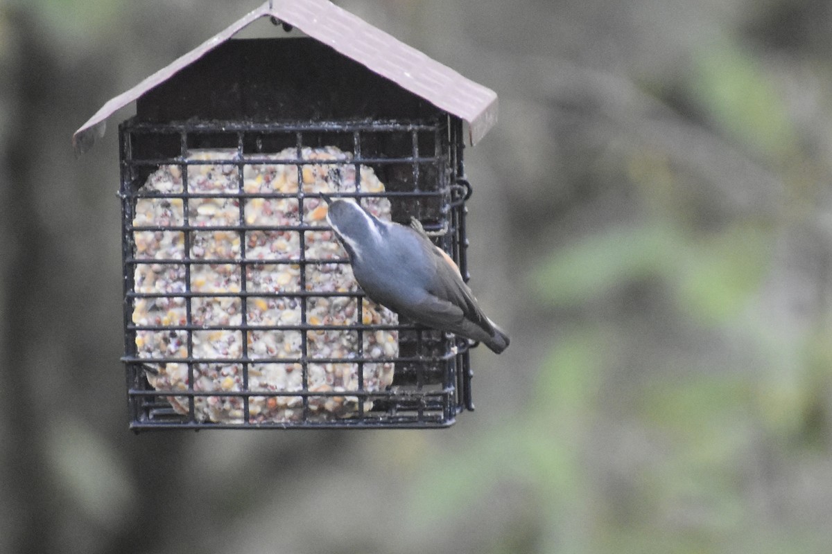 Red-breasted Nuthatch - ML645916010