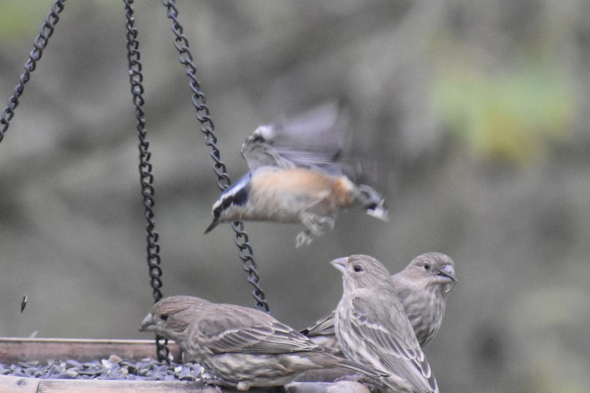 Red-breasted Nuthatch - ML645916012