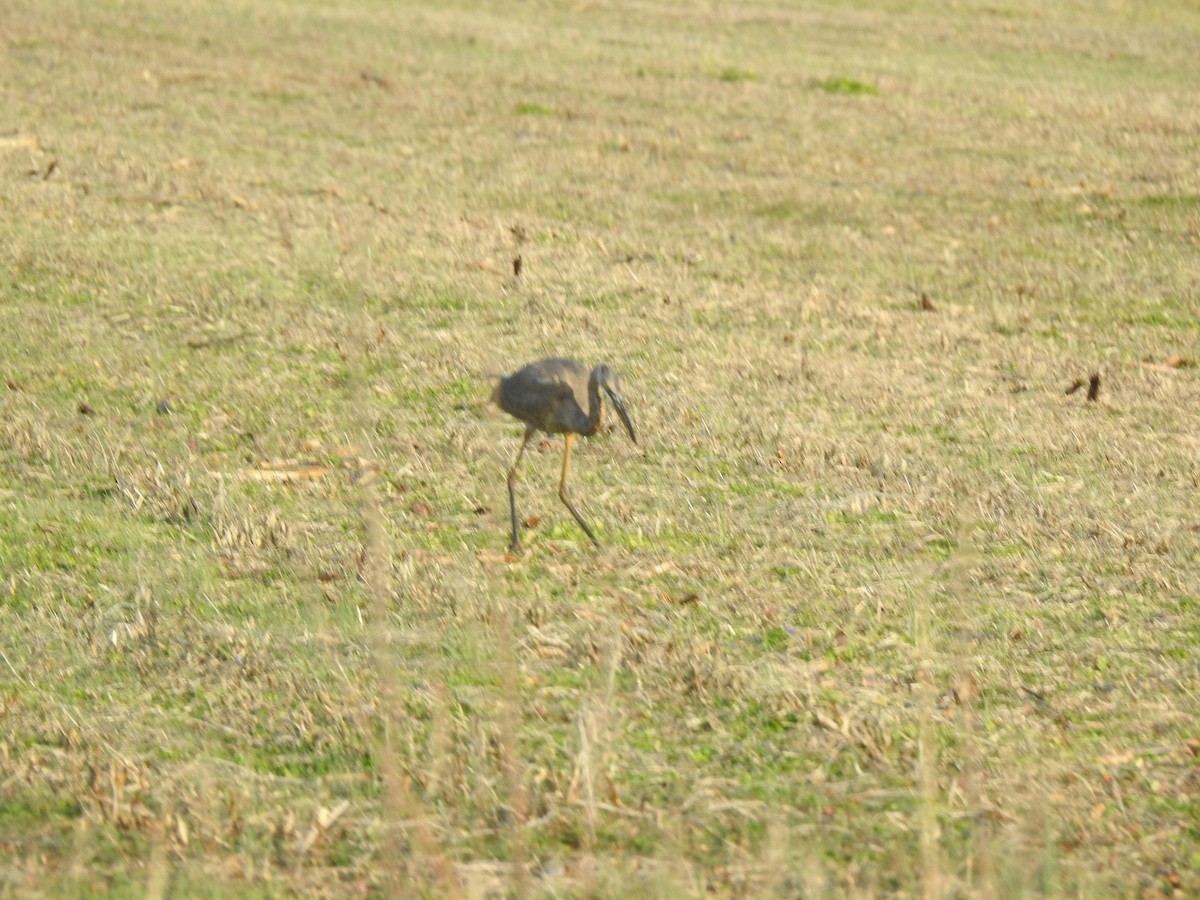 Great Blue Heron - ML645916018