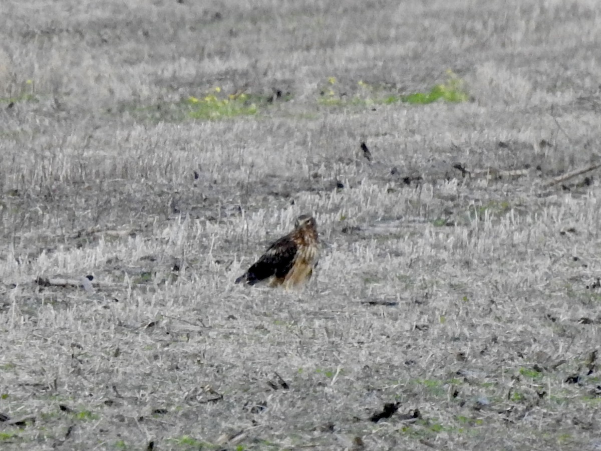 Northern Harrier - ML645916023