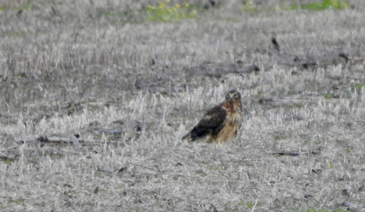 Northern Harrier - ML645916024
