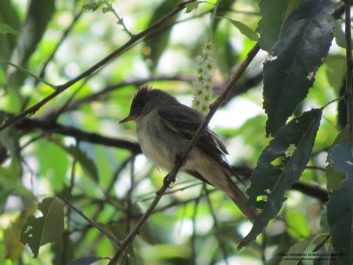 Northern Tropical Pewee - ML645916028