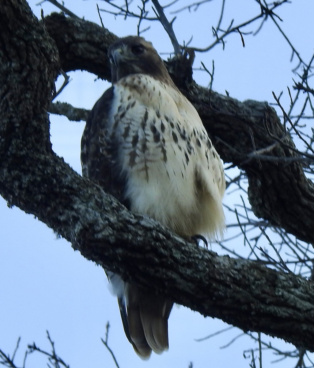 Red-tailed Hawk - ML645916031