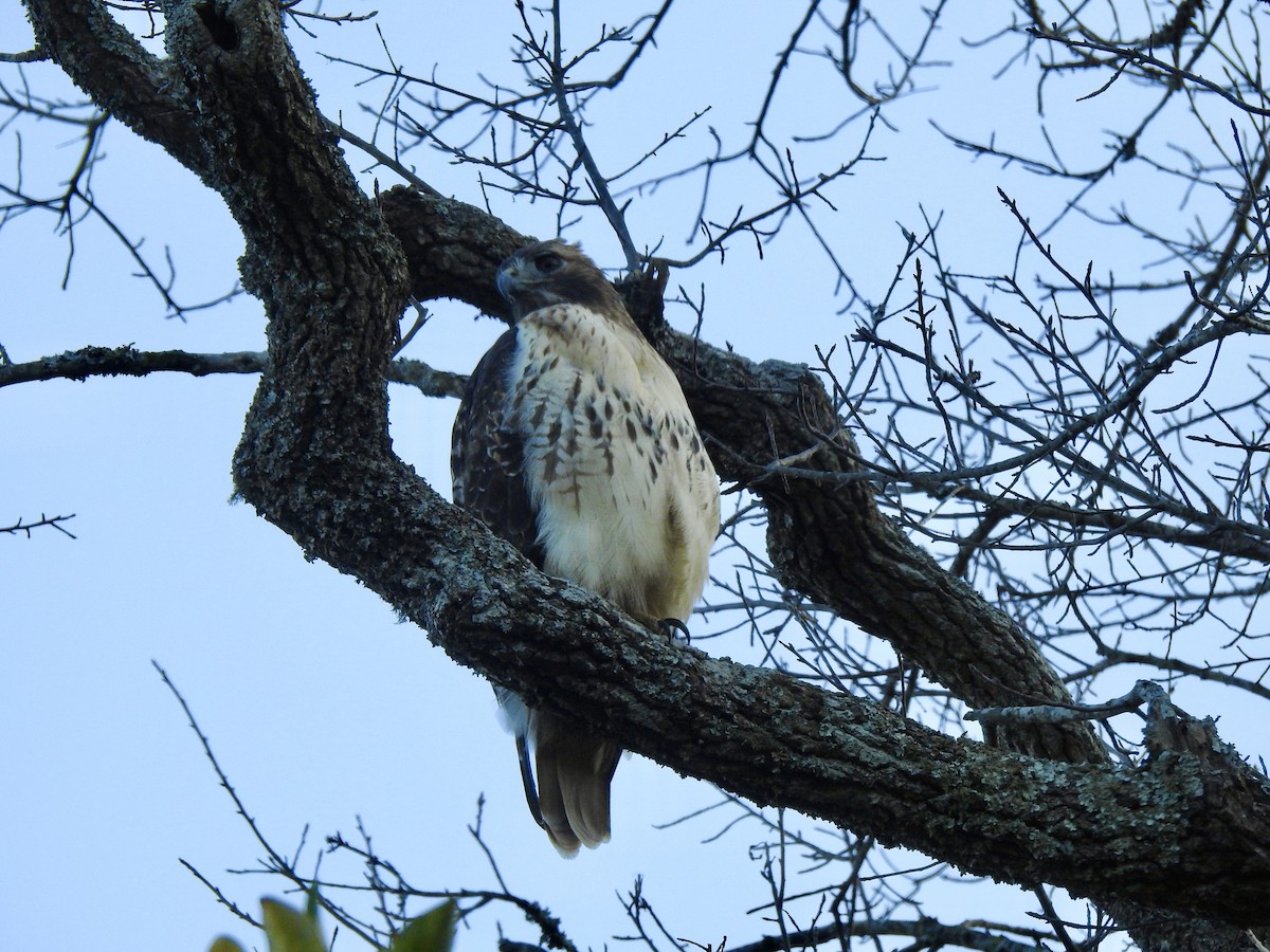 Red-tailed Hawk - ML645916032