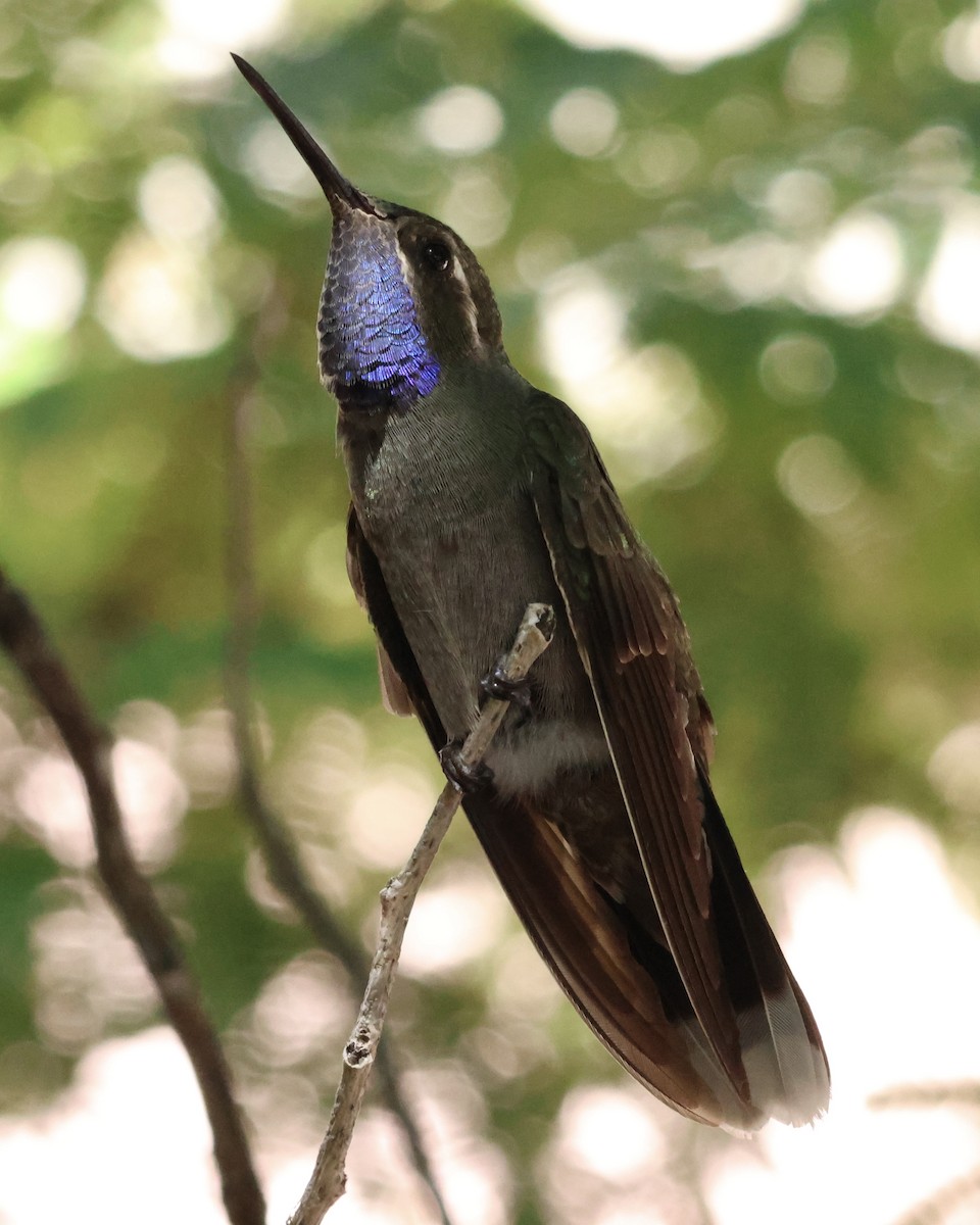 Blue-throated Mountain-gem - ML645916036