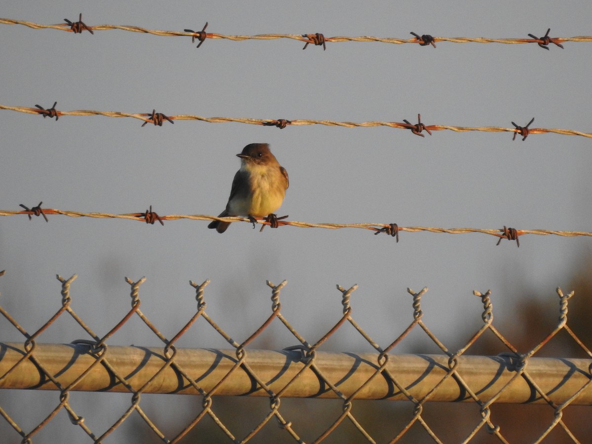 Eastern Phoebe - ML645916037