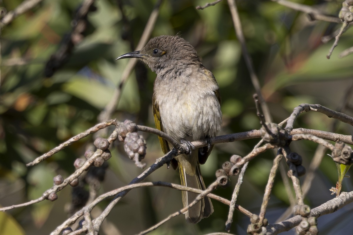 Brown Honeyeater - ML645916041
