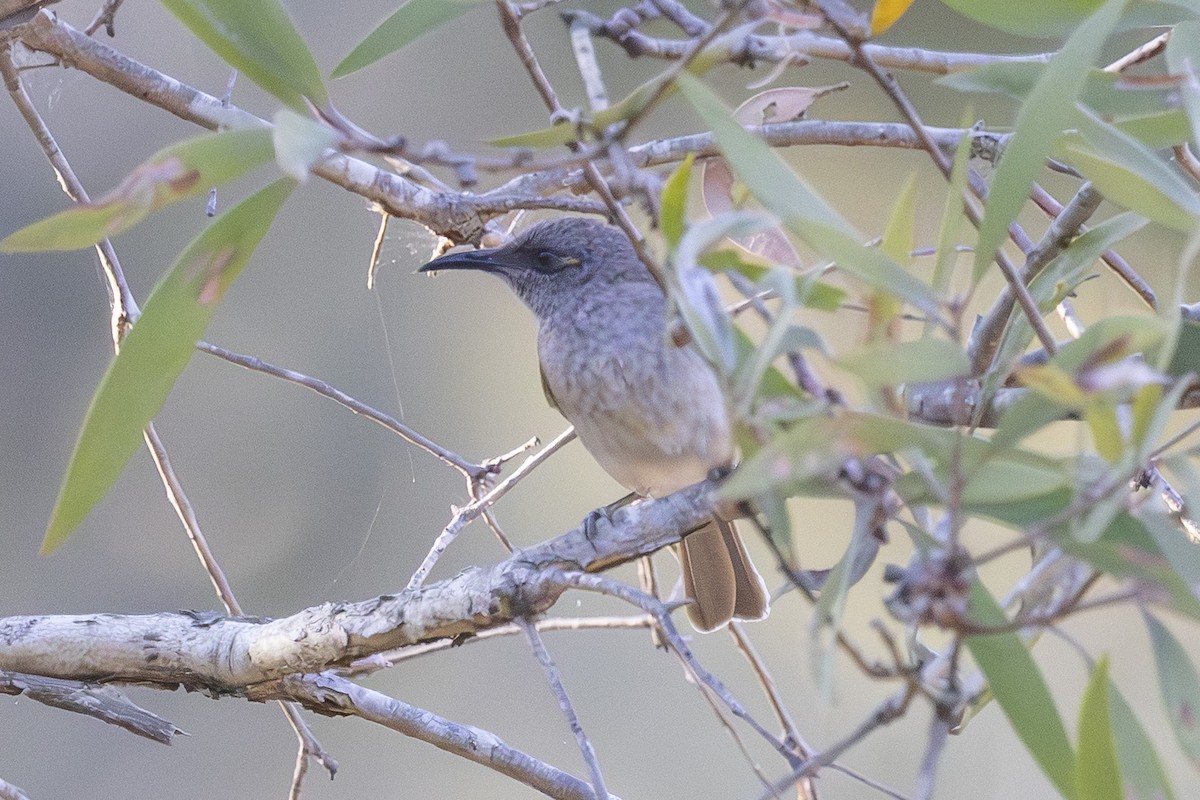 Brown Honeyeater - ML645916042