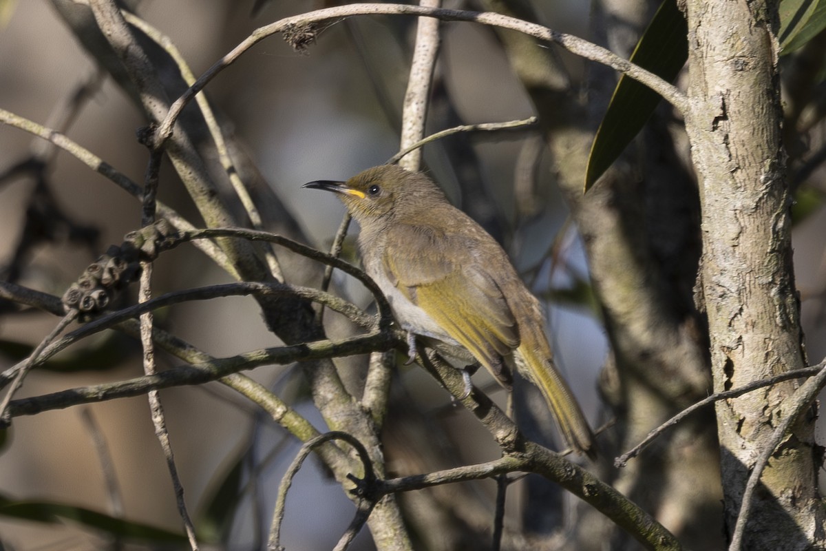 Brown Honeyeater - ML645916043