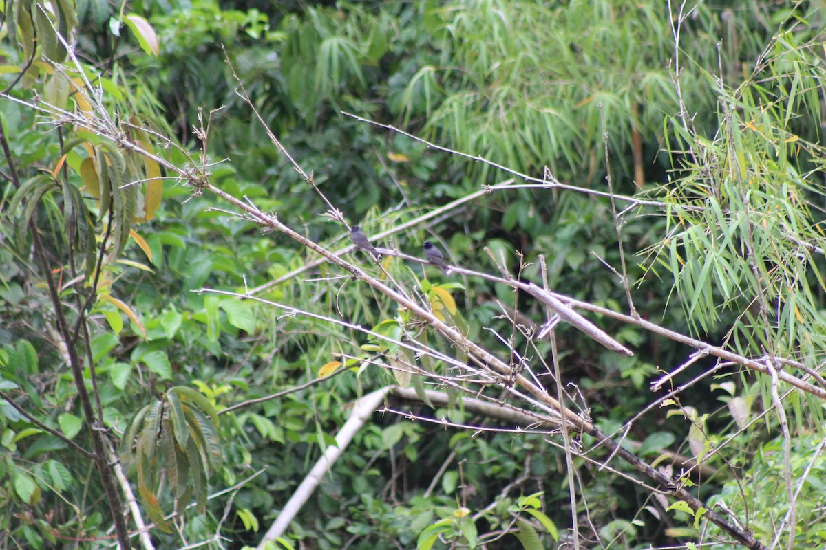 White-banded Swallow - ML645916045