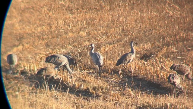 Common Crane - ML645916053