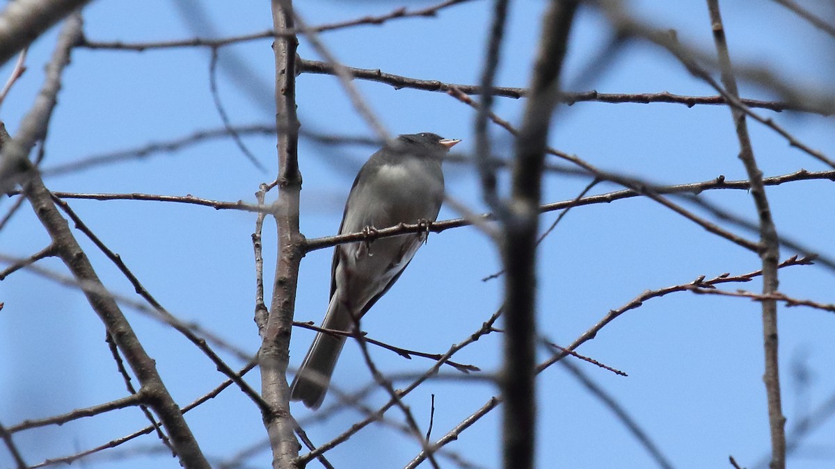 Dark-eyed Junco - ML645916090