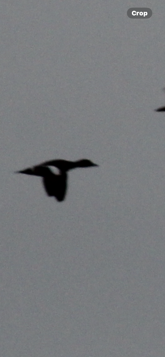 White-winged Scoter - ML645916095