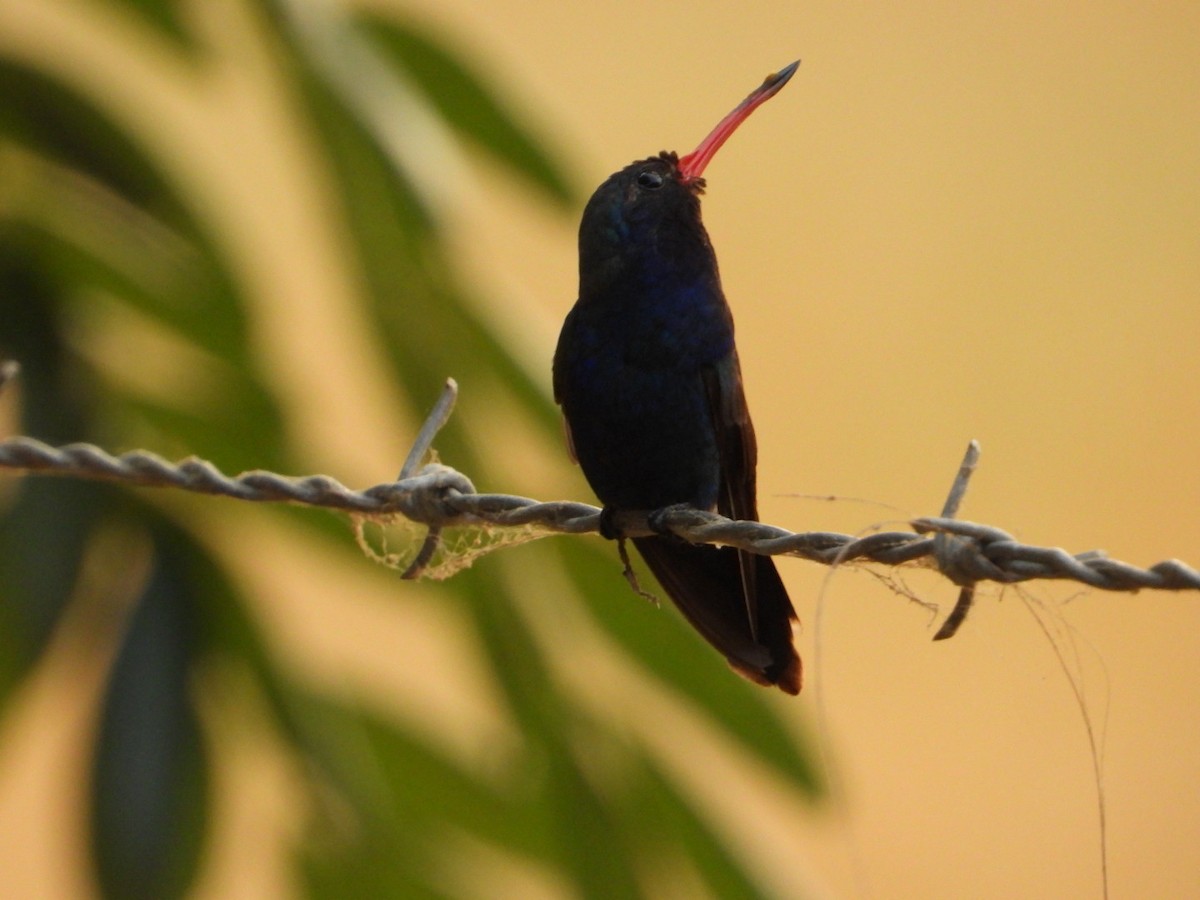 Colibrí Piquiancho de Guerrero - ML645916106