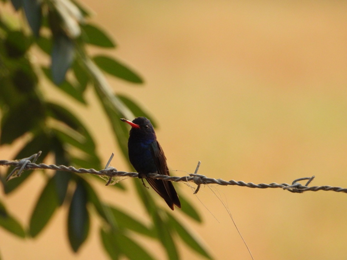 Colibrí Piquiancho de Guerrero - ML645916107