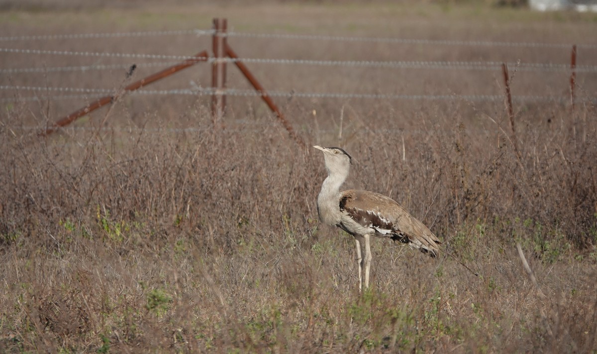 Australian Bustard - ML645916112