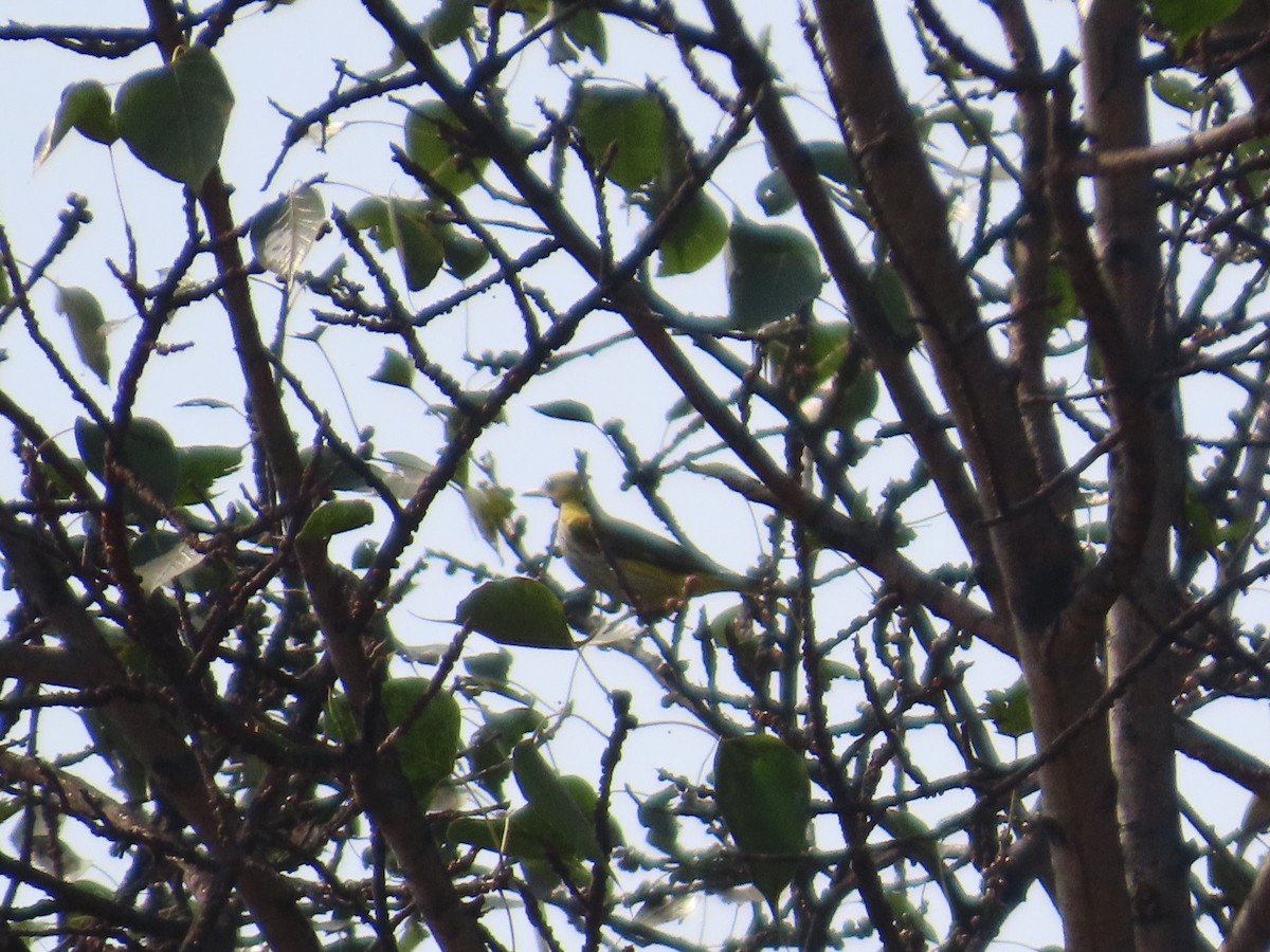 Indian Golden Oriole - ML645916132