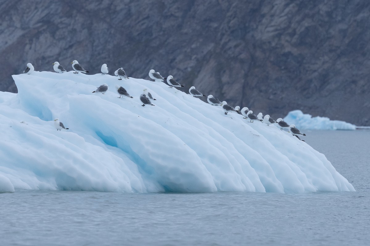 Black-legged Kittiwake - ML645916134