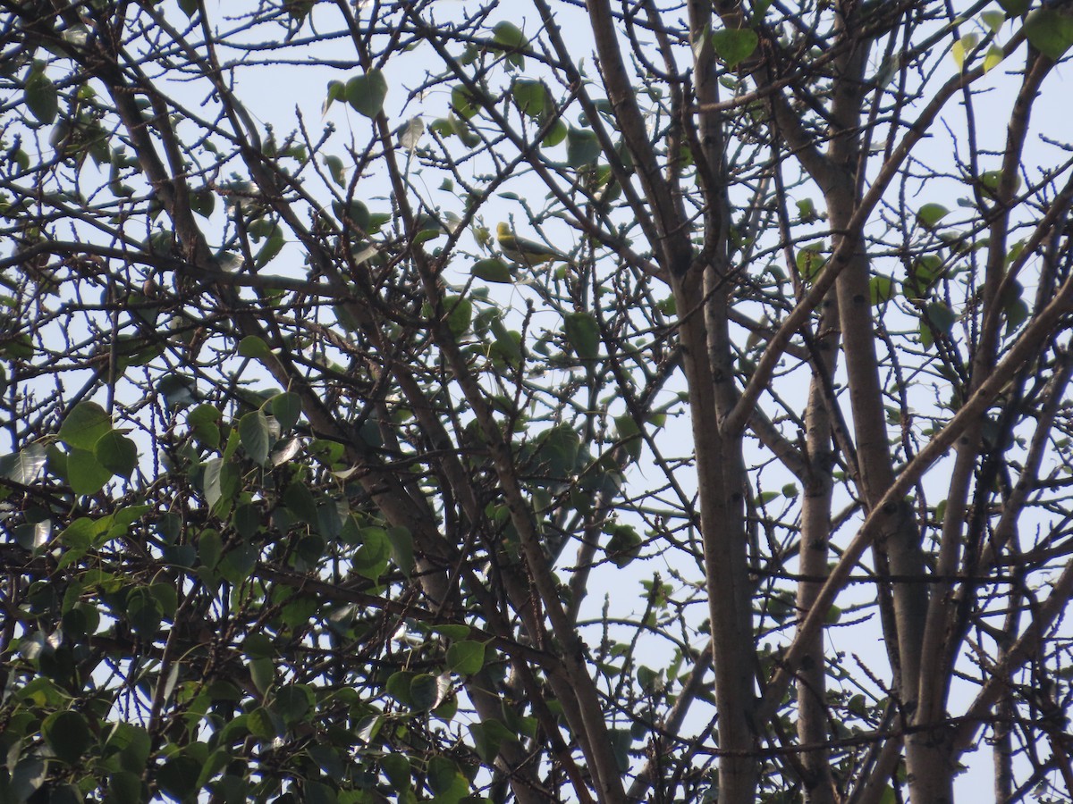 Indian Golden Oriole - ML645916138