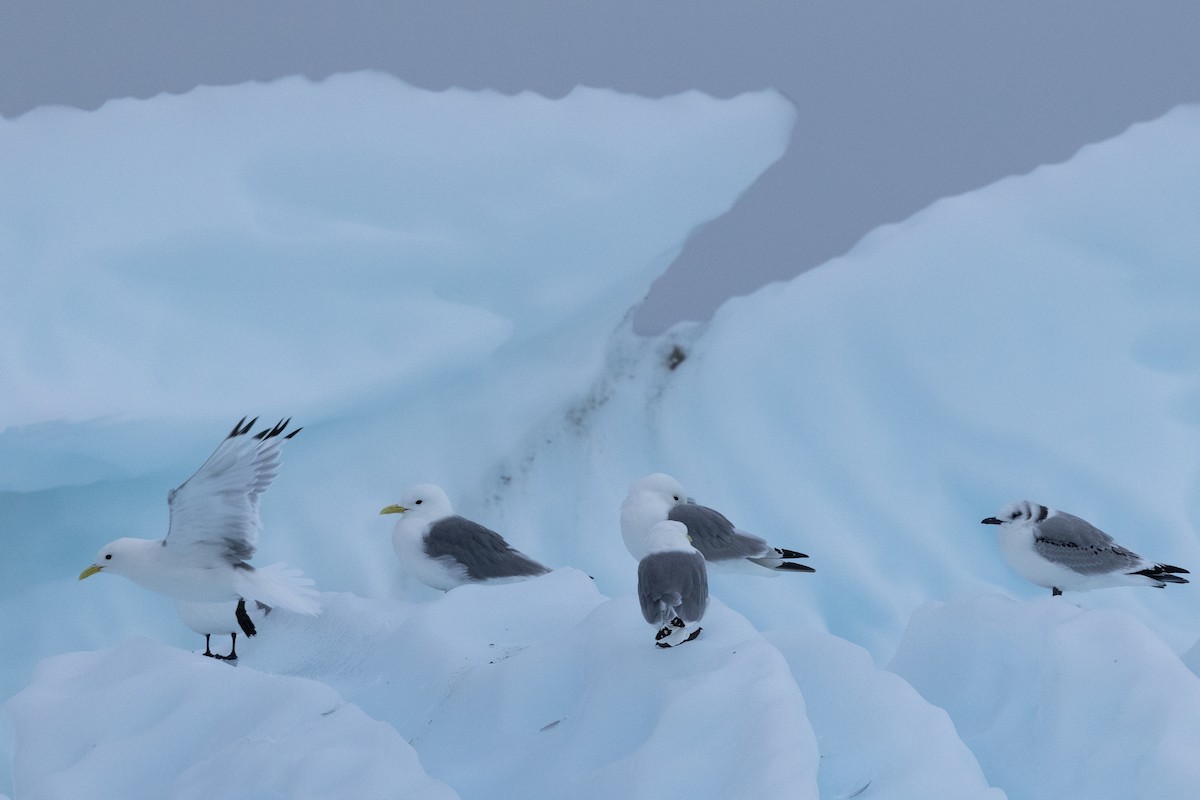 Black-legged Kittiwake - ML645916139