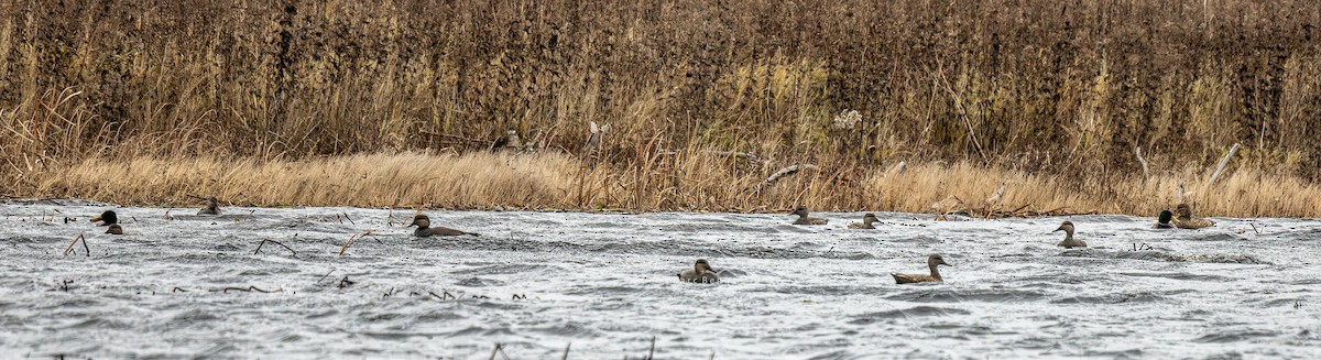 Green-winged Teal - ML645916147