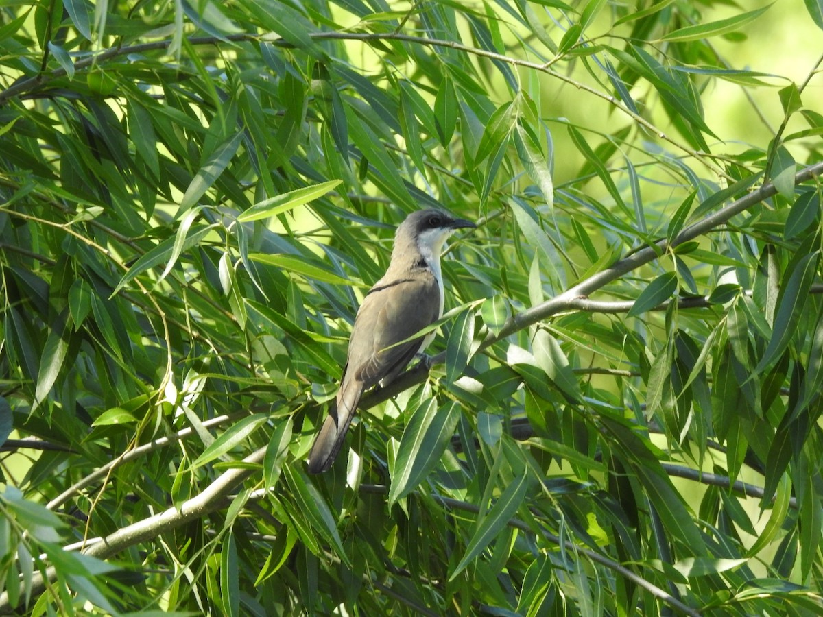 Галапагосская пиайя - ML645916150