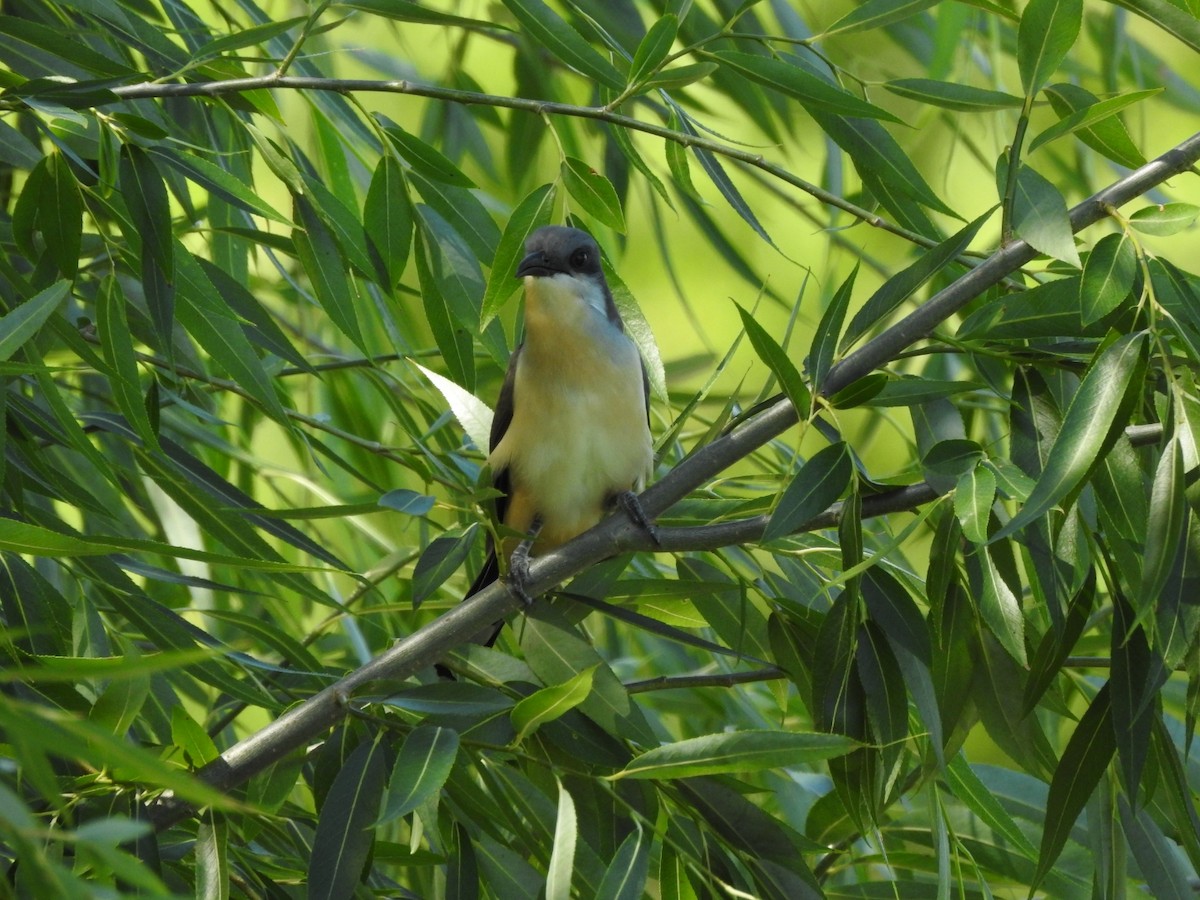 Галапагосская пиайя - ML645916151
