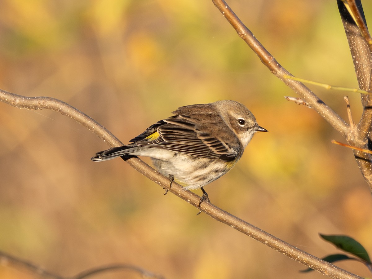 Yellow-rumped Warbler - ML645916163