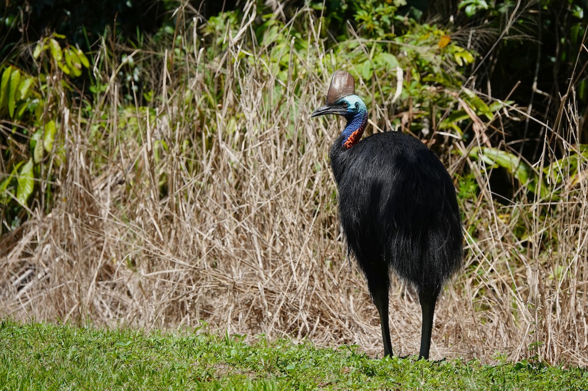 Southern Cassowary - ML645916172