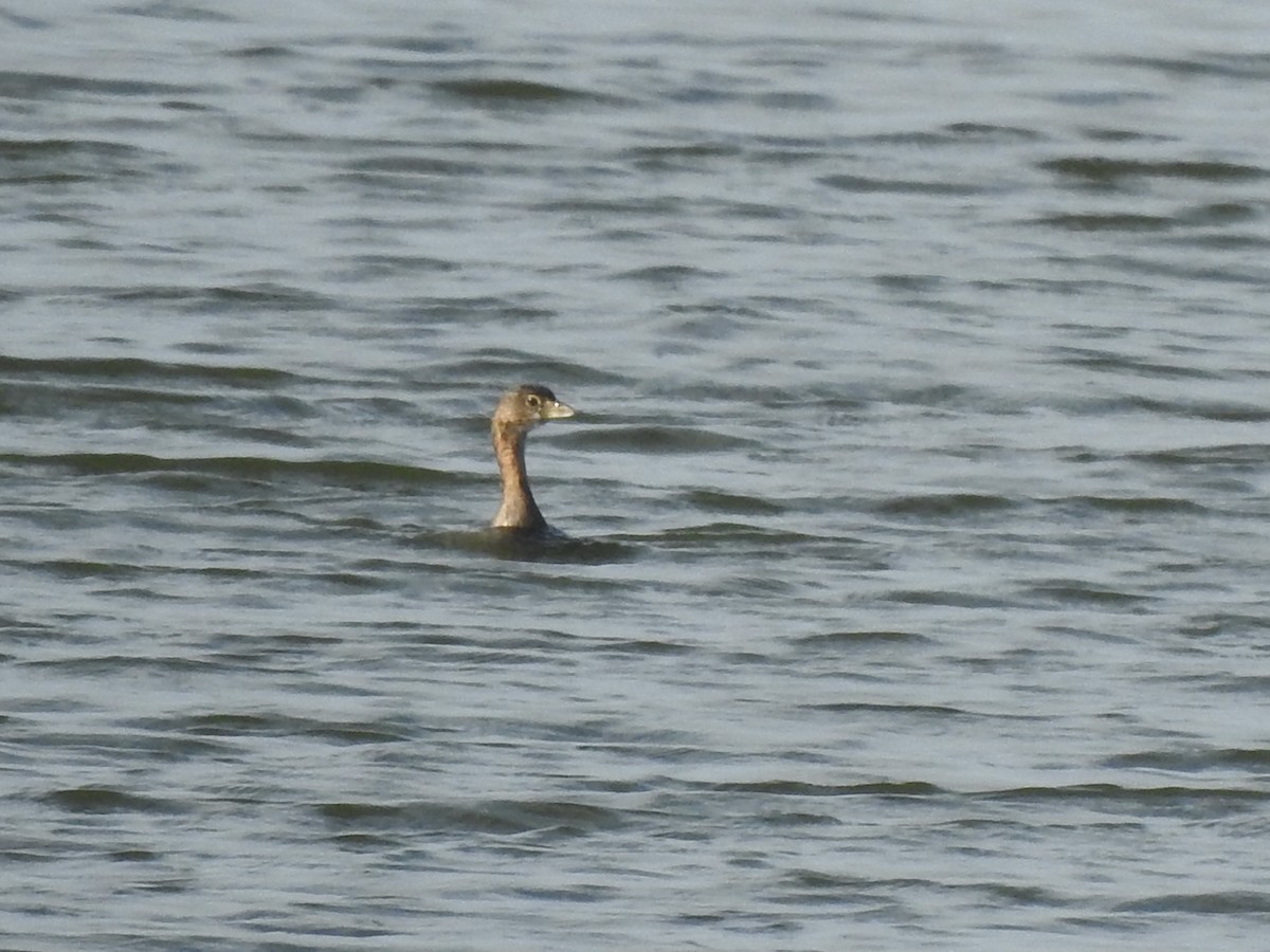Pied-billed Grebe - ML645916174