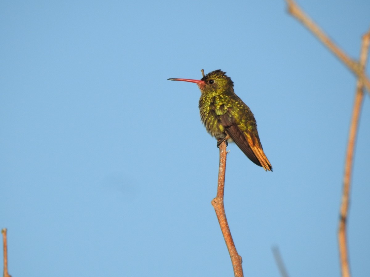 Gilded Hummingbird - ML645916181
