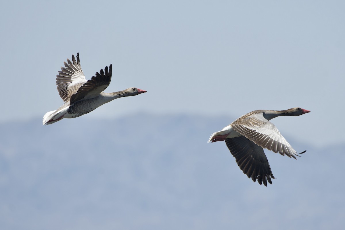 Graylag Goose - ML645916184
