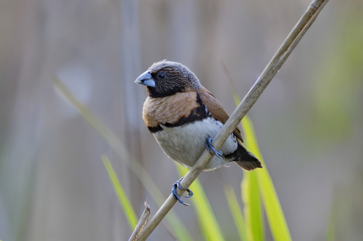 Chestnut-breasted Munia - ML645916185