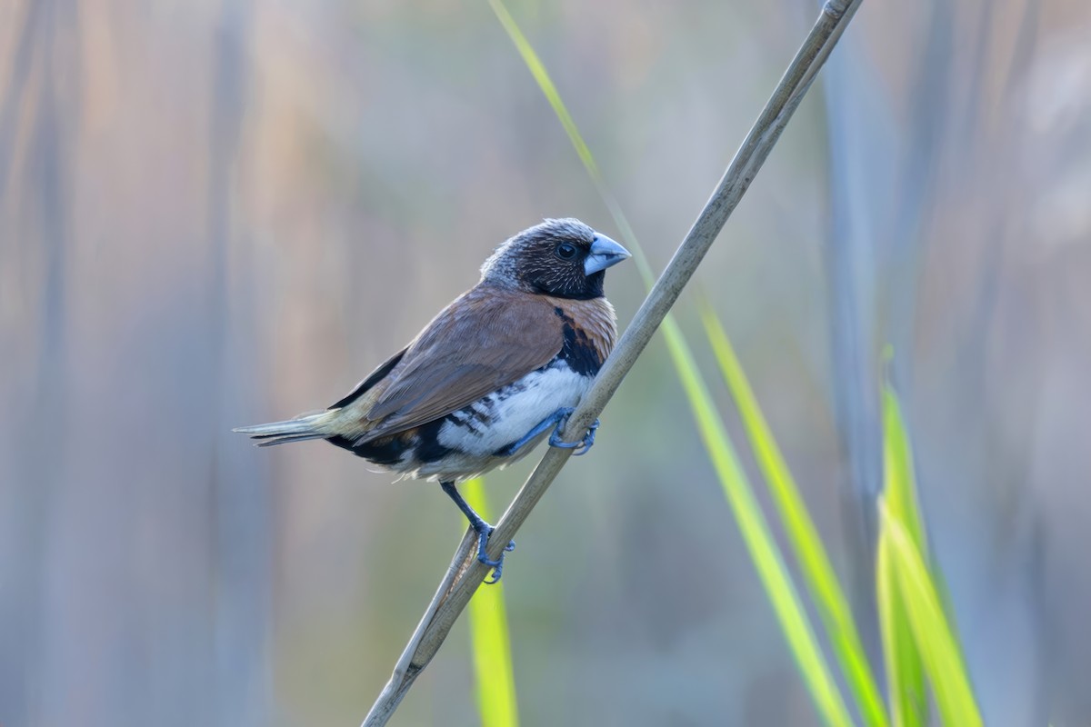 Chestnut-breasted Munia - ML645916187