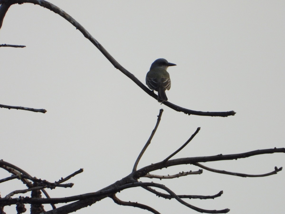 Tropical Kingbird - ML645916190