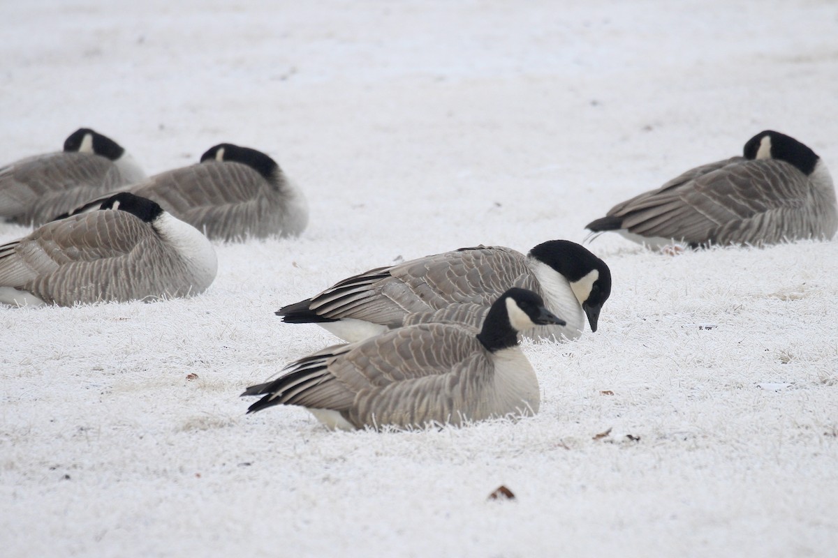 Canada Goose - ML645916193