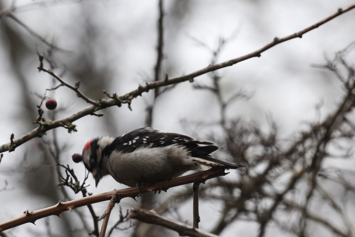 Downy Woodpecker - ML645916197
