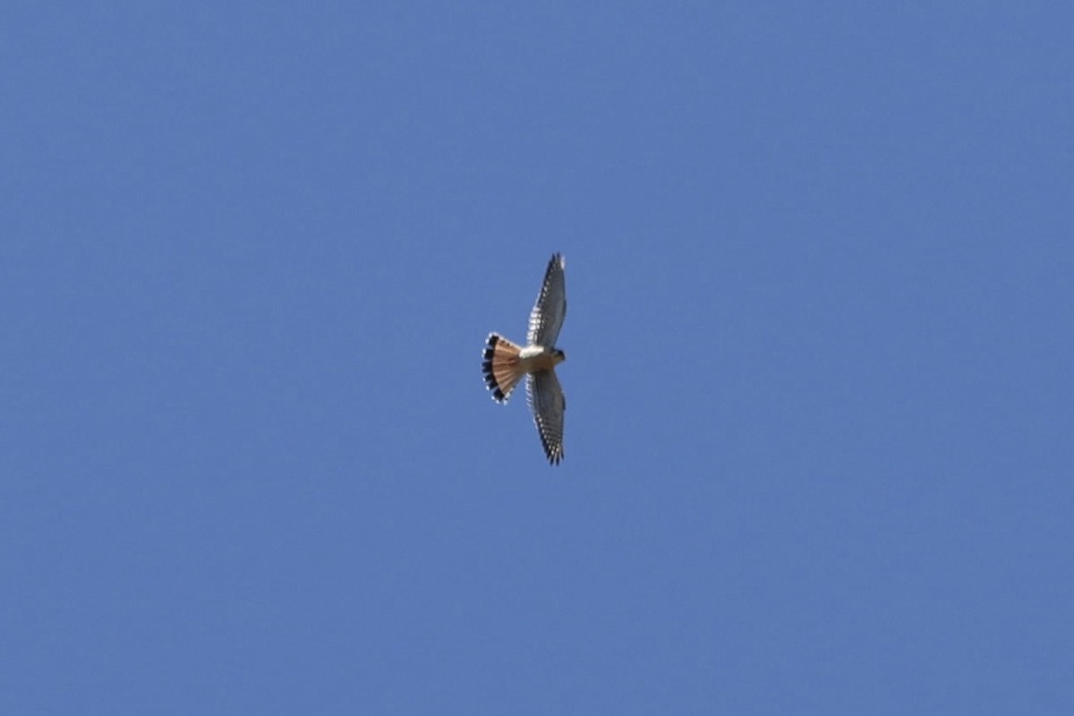American Kestrel - ML645916199