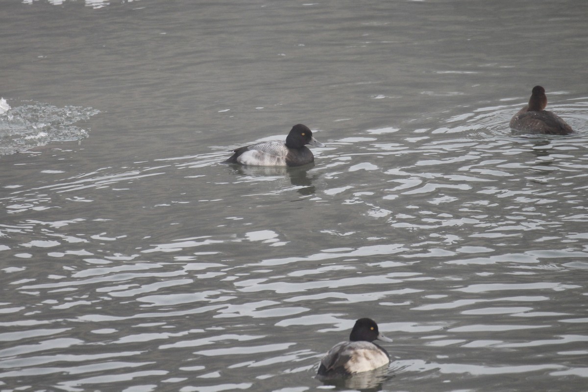 Lesser Scaup - ML645916201