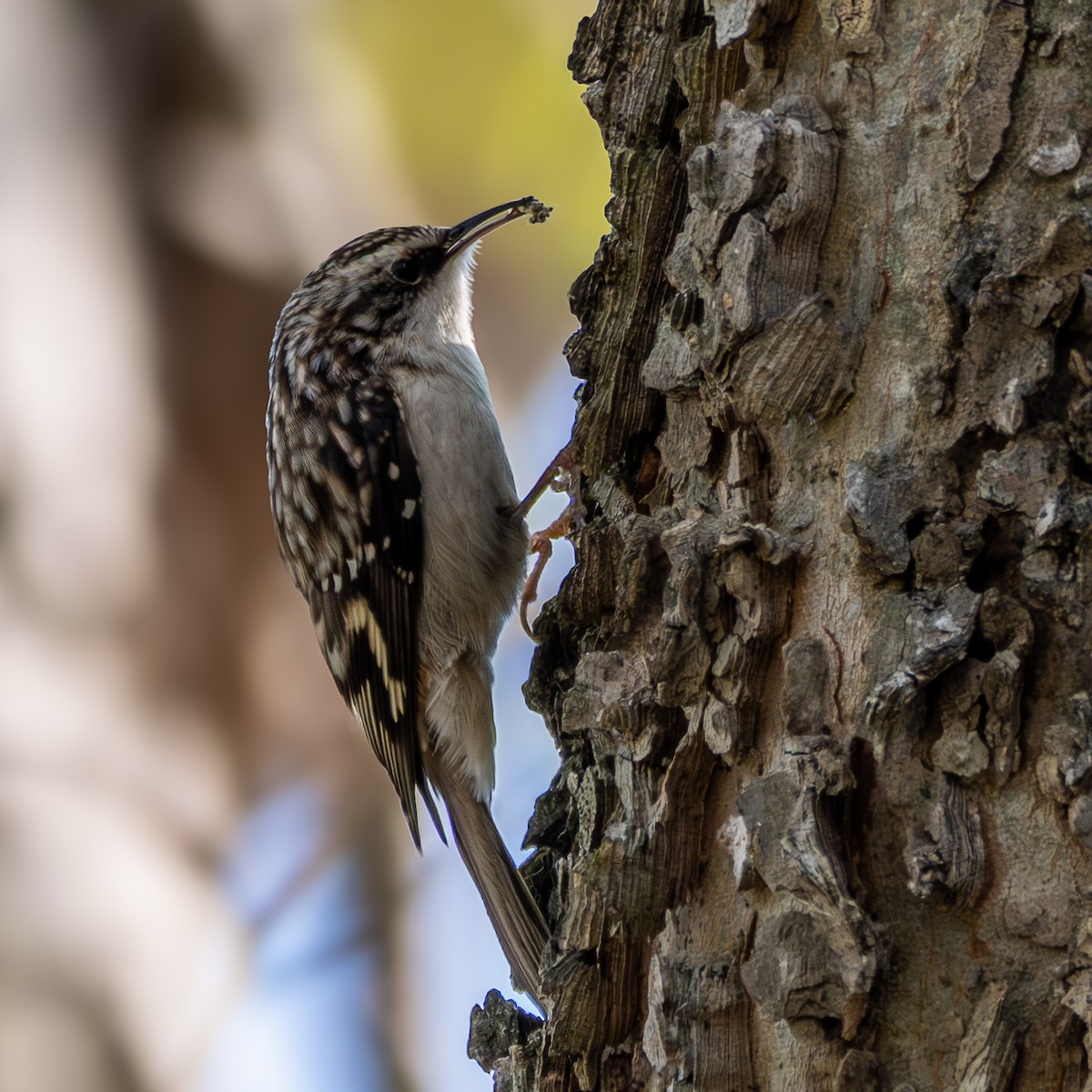 Brown Creeper - ML645916203