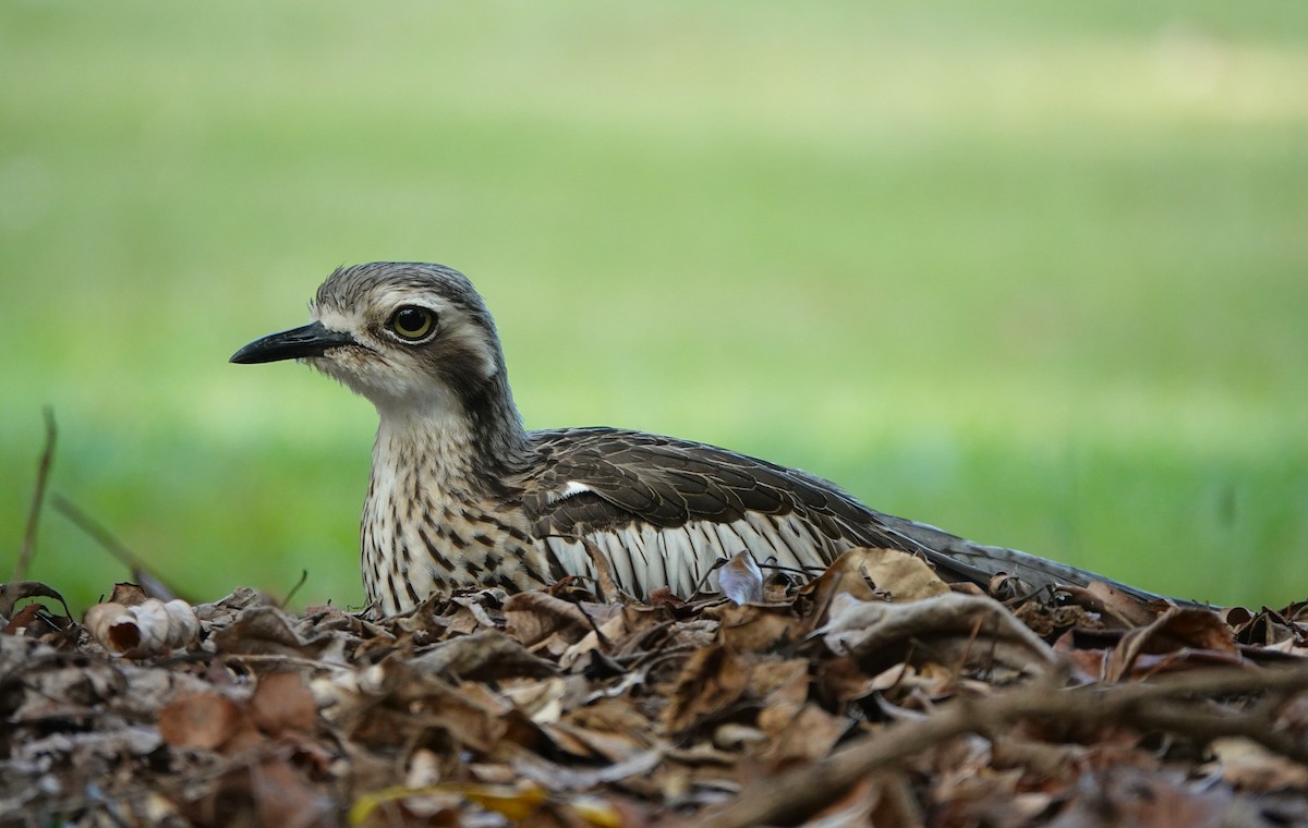 Bush Thick-knee - ML645916204