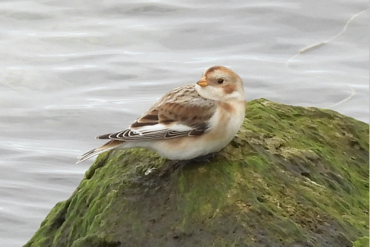 Snow Bunting - ML645916209