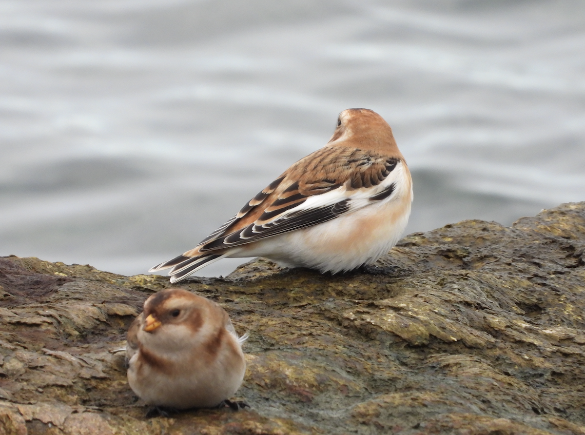 Snow Bunting - ML645916210