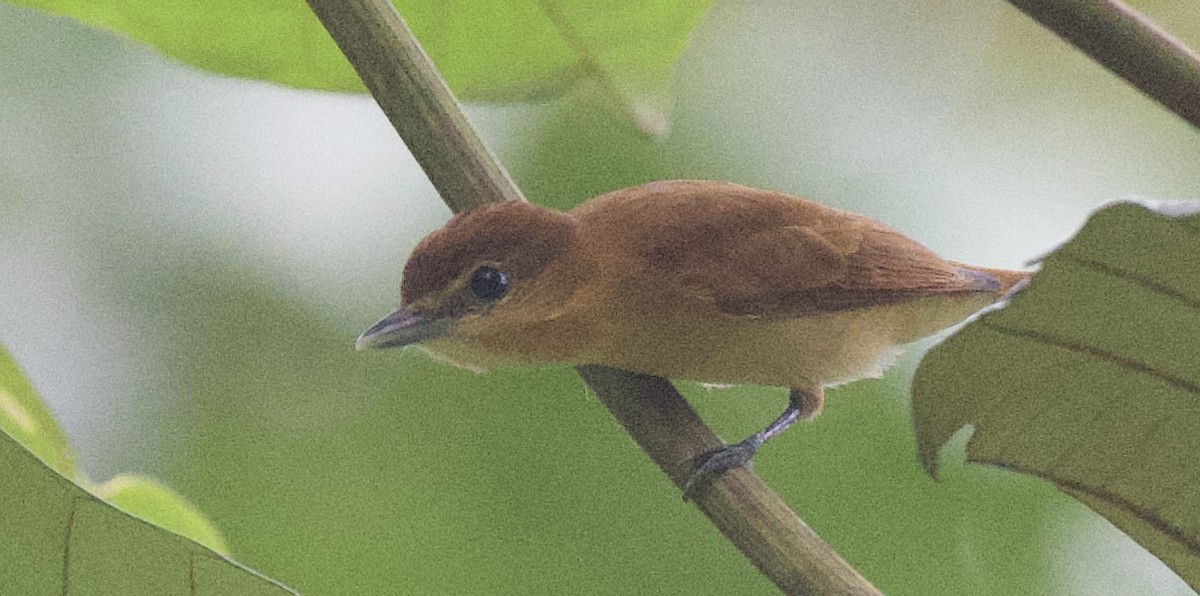 Cinnamon Becard - ML645916211