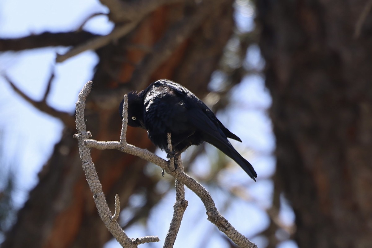 Трупіалець пурпуровий - ML645916213