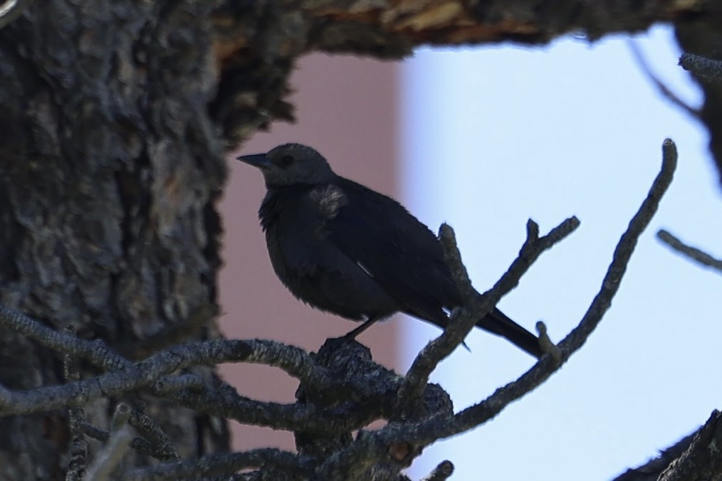 Трупіалець пурпуровий - ML645916214