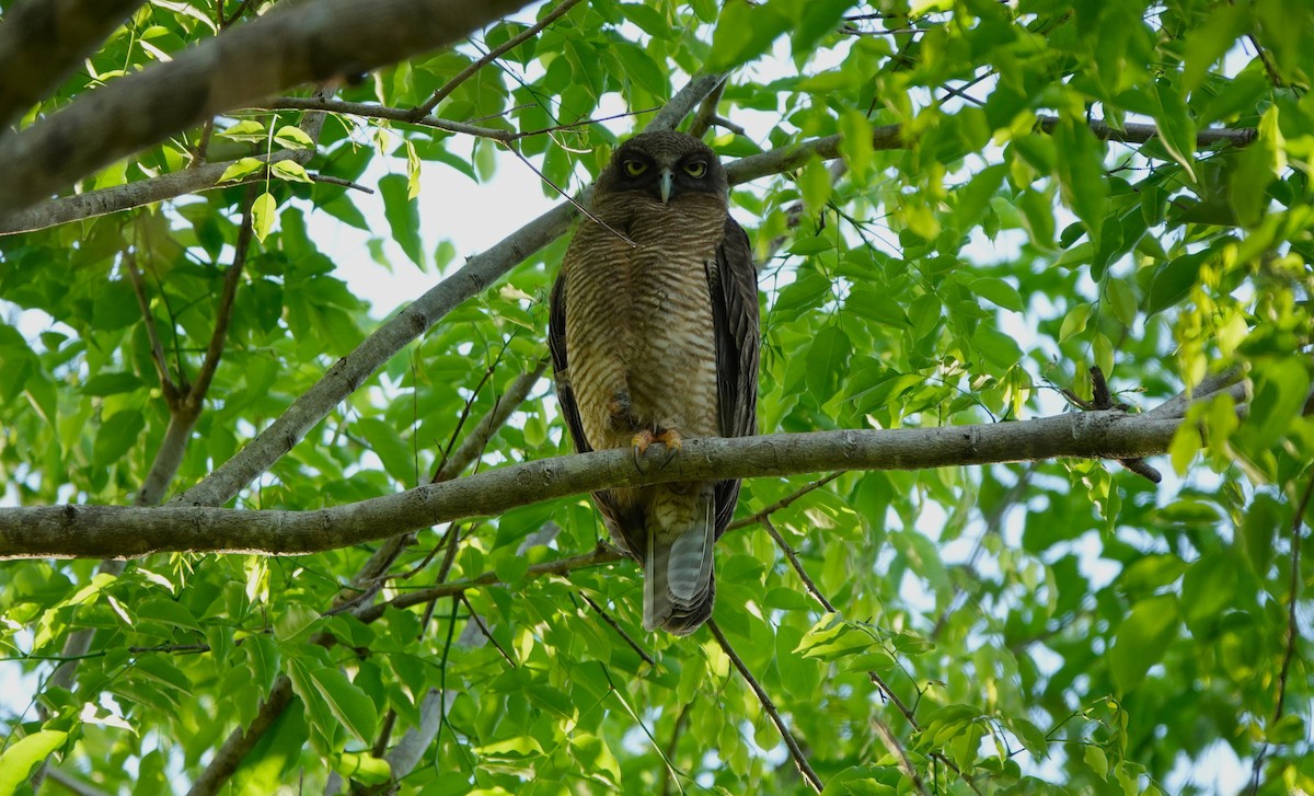 Nínox Rojizo - ML645916219