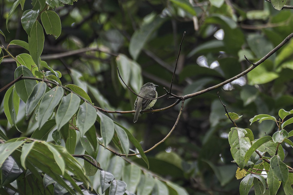 Sooty-headed Tyrannulet - ML645916224