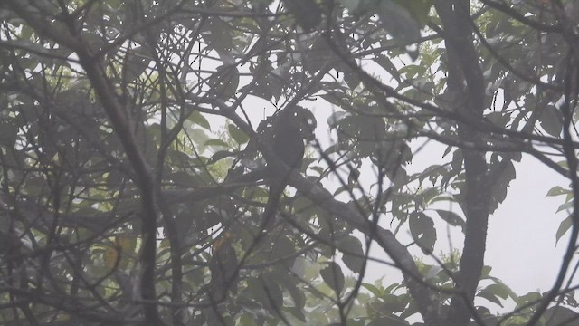 Scarlet-rumped Cacique - ML645916225